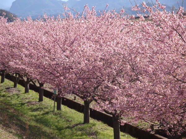 【八千代台発】三島名物「うな重」の昼食と早春の「かんなみの桜まつり」&三島スカイウォーク<コースNo.25-1126-C>(京成トラベル)2